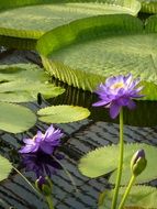 Picture of the Water-Lilies