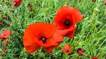 poppies on a green field