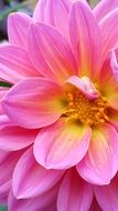 pink dahlia with yellow core closeup