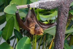 giant bat on a tree branch