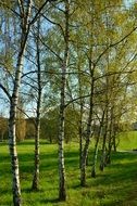 young birch trees on a green field