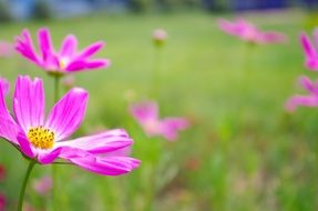 pink daisies on green field