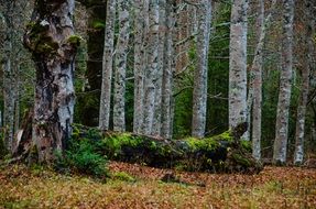 Birch trees in the beautiful forest with colorful plants