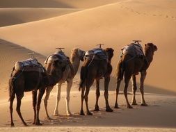 four Camels walking in Desert, Morocco