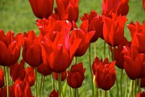 garden bed of red tulips