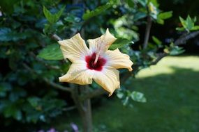yellow hibiscus on the shore of Lake Constance