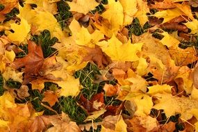 close-up photo of colorful yellow autumn foliage on green grass