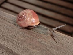 Closeup photo of Snail on a wood