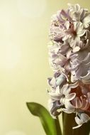hyacinth on a yellow background