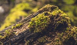 Nature Moss