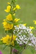 wildflowers as a bouquet