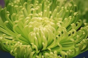 Green half open chrysanthemum Flower with long narrow petals