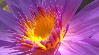 purple water lily with bright yellow core close-up