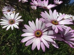 wild Daisy Flower