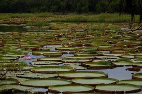pond in large leaves of water lilies