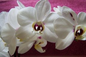 white orchids on pink fabric close-up