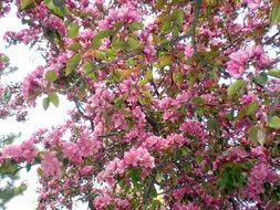 pink Spring Tree blossom