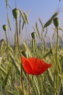 red poppy in grass close up