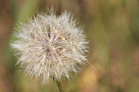 plant with fluffy flying seeds in the fall