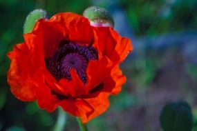 bright red poppy on a blurred background