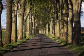 Way Tree Landscape