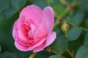 magicalPink Flower Garden