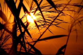 Grasses Back Light