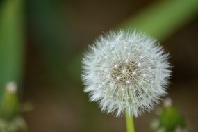 round light dandelion bud