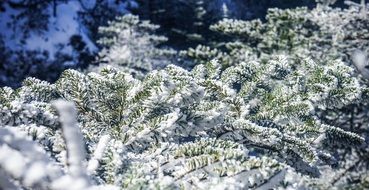 frosted coniferous tree branches close up