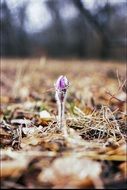 bloom of the first spring flower