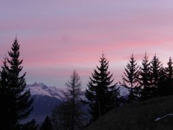 mountains and spruce Trees silhouettes at pink evening sky, switzerland