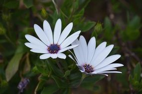 awesome Daisies Flowers