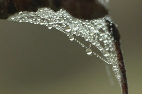 Cobweb Dew Drop