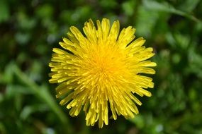 yellow dandelion on a blurred green background