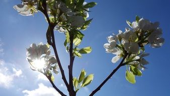 Pear tree against the sunlight