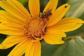 a bee collects nectar on a yellow flower