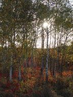 Landscape with birch trees in the autumn