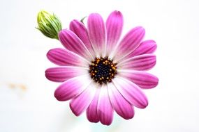 pink marigold Flower closeup