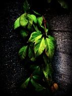 plant with green leaves near the wall in the dark