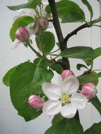 amazing Apple Blossoms