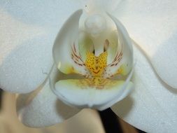 white-yellow orchid close-up