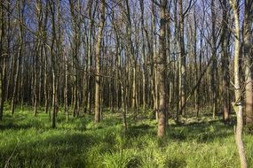 incomparable Forest Spring Nature