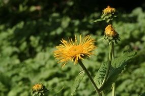 Yellow Flower Dandelion