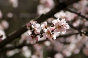 spring blooming of the orchard tree