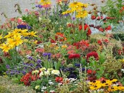 stunningly beautiful Flower Field