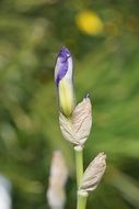 nice Iris Flower close-up on blurred background