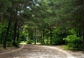 road among the green forest