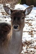 Picture of the Roe Deer in a Wintry Forest