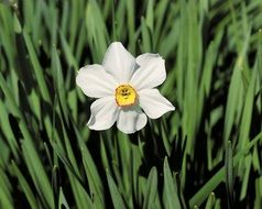 Flower Leaf Nature Green Floral