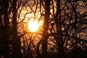 striking Sun Forest